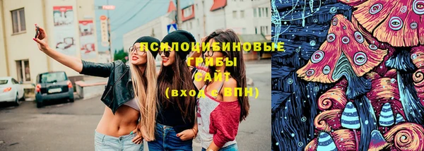 прущие грибы Новозыбков