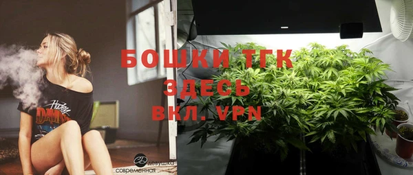 прущие грибы Новозыбков